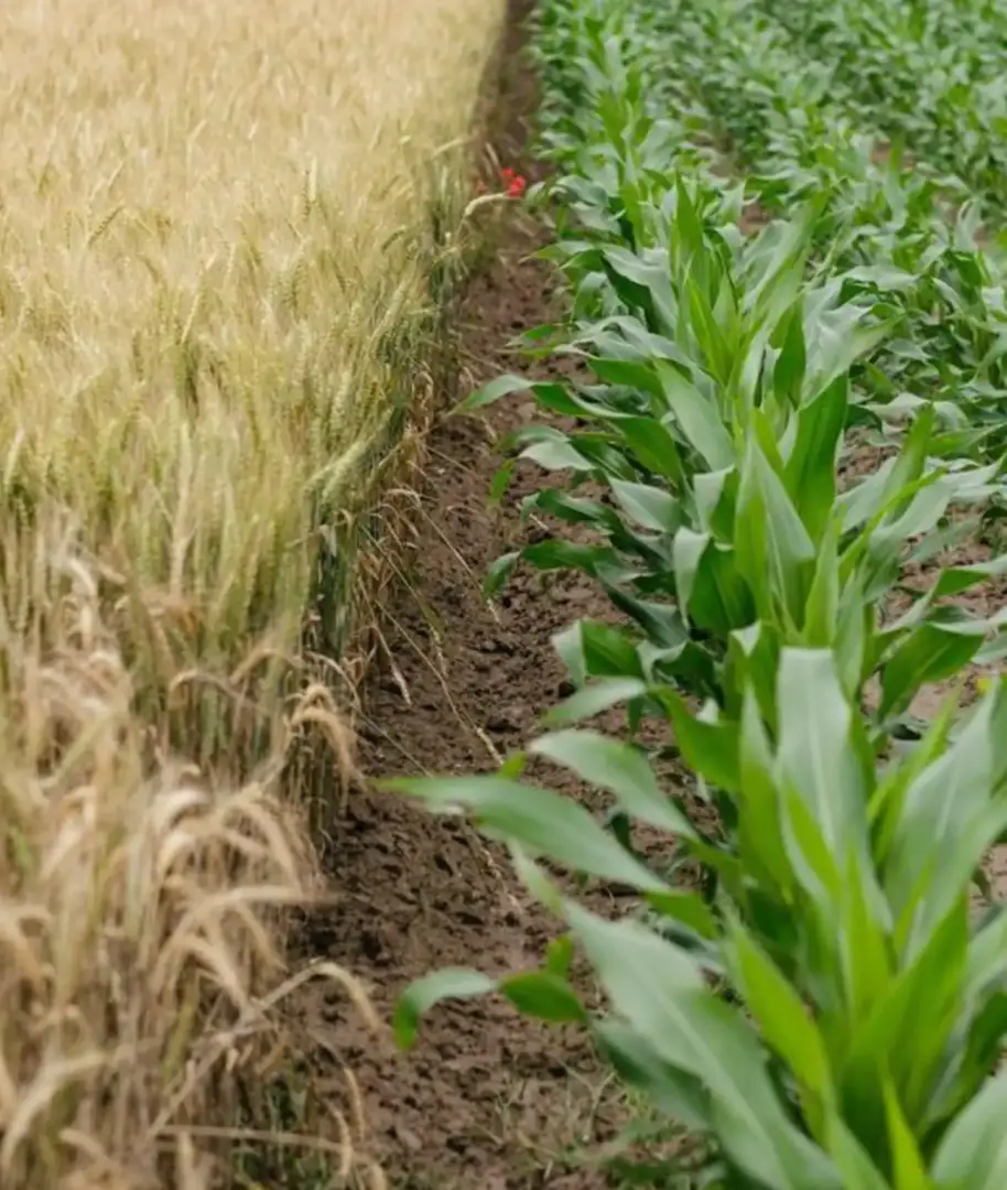 Innovación aplicada al sector agrícola
